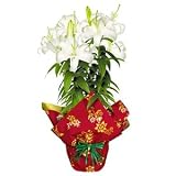 White Christmas Lily in Christmas Wrap