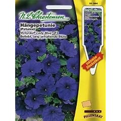 Petunia pendula, Petunie, Erfordia Lady Blue