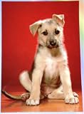 German Shepherd Puppy Postcard by Walter Chandoha