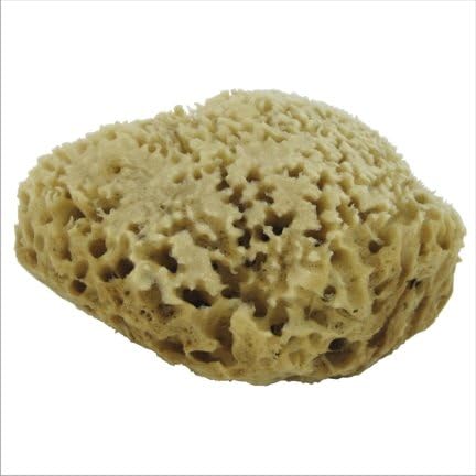 Natural Sea Sponge Medium
