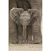 Baby Elephant with Big Ears, Photography Poster Pr