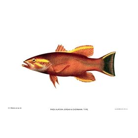 Pikea aurora Jordan & Evermann. Type. - Plate XIV Art Print Fish of Hawaii