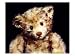 Close Up of a Steiff