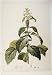 Nymphaea Caerulea Savigny Flower Plant Color Old Print