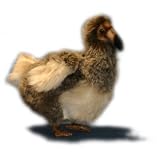 Eigenschaften Hansatoys Intl. 5139 / Hansa Stofftier - Dodo 23 cm