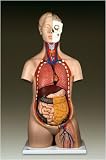 Deluxe Neuter Sexless Torso Model Removeable Parts