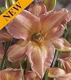 Dance Ballerina Dance Daylily - Hemerocallis-Tetraploid