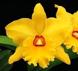 Potinara Frank Gilmore 'Mendenhall' AM/AOS x Potinara Hwa Yuan Gold 'Y-2K'