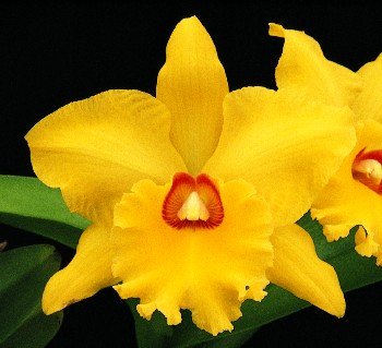Potinara Frank Gilmore \'Mendenhall\' AM/AOS x Potinara Hwa Yuan Gold \'Y-2K\'