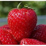 10 Heirloom Alexandria Strawberry Seeds