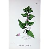 植物学は C1902 薮が多く赤く真新しいハッカ Gentilis を植えます