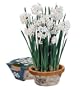 Paperwhite Narcissus Birch Pot Gift Kits - Fragrant!