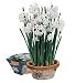 Paperwhite Narcissus Birch Pot Gift Kits - Fragrant!