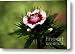 Sweet William Canvas Print / Canvas Art - Artist Wenata Babkowski