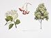 Whitebeam (Sorbus Aria ) Plant with Flower, Foliage and Fruit, Illustration Photographic Poster Print, 12x16