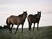 Two Wild Horses Walk Across a Meadow in the Bighorn Canyon National Recreation Area N...