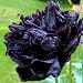Grow Your Secret Garden Poppy Black peony Fresh Seeds, Papaver Somniferum