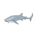 Monterey Bay Collection- Whale Shark Adult
