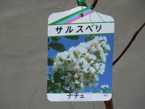 サルスベリ　白花　H1400～1600