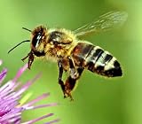 Honey Bee Attractant - 3 Powerful Lures!