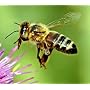 Honey Bee Attractant - 3 Powerful Lures!