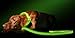 ILLUMISEEN LED Light Up Dog Leash | Ultra High Visibility Up to 350 Yards | 3 Lighting Modes | USB Rechargeable, No Batteries Needed | Padded Handle & Rotating Swivel Clasp to Prevent Leash Tangling