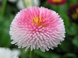 100 PINK ENGLISH DAISY SEEDS (Bellis Perennis 'Tasso Pink')