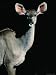 Female Greater Kudu (Tragelaphus Strepsiceros), Moremi Wildlife Reserve, Ngamiland, B...