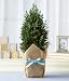 A Growing Tree for Baby Boy