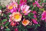 China Rose 15 Seeds - B000VKT67M