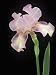 Tall Bearded Queen Calico (Iris Germanica) Flower Photographic Poster Print by Wally Eberhart, 12x16