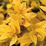 Shrubs - Spiraea Golden Sunrise - Gallon