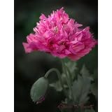 Mohnbild: Pinker Paeonien-Mohn als Kunstdruck / Fotoprint im Format 60cm x 45cmvon "NatureToPrint"