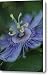 Close View Of A Passion Flower Canvas Print / Canvas Art - Artist Michael Melford