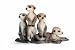 Schleich Meerkat pups