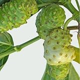 Noni Baum Gesundheitsbaum 5 Samen