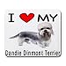 terrier48 - I Love My Dandie Dinmont Terrier