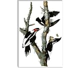 Ivory-billed Woodpecker, 1829 by John James Audubon Canvas Painting Reproduction Art Print #1479 19x13 (1.5 Deep)