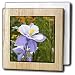 Blue Columbine (Colorado State Flower) - 6 Inch Tile Napkin Holder