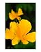 California Poppies 1 Photographic Poster Print by Isaac Wong, 16x20