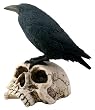 Wildlife - Raven On Skull - Cold Cast Resin - 7.0" Height