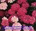 CANDYTUFT DWARF FAIRIE MIX 100 SEEDS