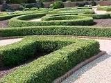 Boxwood 'Wintergreen' Fast Growing! Boxwood 'Wintergreen' Fast Growing!