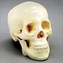 Life Size Skull -Two Piece - CH-S2