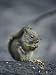 An American Red Squirrel (Tamiasciurus Hudsonicus) Eats the Seeds from a Spruce Cone ...