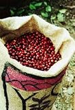 Yauco Selecto AA Premium Coffee Beans 5 pounds Vacuum Seal bag