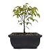 Japanese Zelkova Starter Bonsai Tree