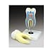 Giant Molar Model