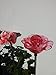 Beautiful Solar Red Rose Light, Flower Garden Stake Outdoor Yard Decor Landscape LED Lamp Lights, Great Gift
