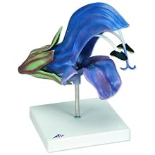 3B Scientific T21024 Meadow Clary (Salvia Pratensis), 11" x 7.1" x 11"